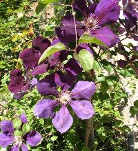 clematis jackmanii purple