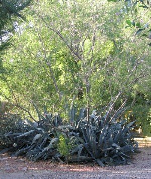 desert willow and agaves
