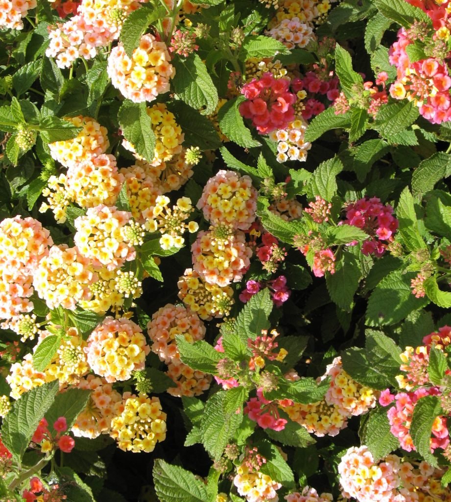 Lantana ground cover