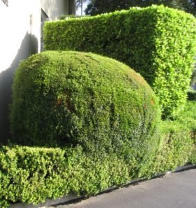 Topiary shrubs