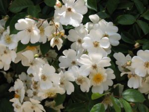 white roses