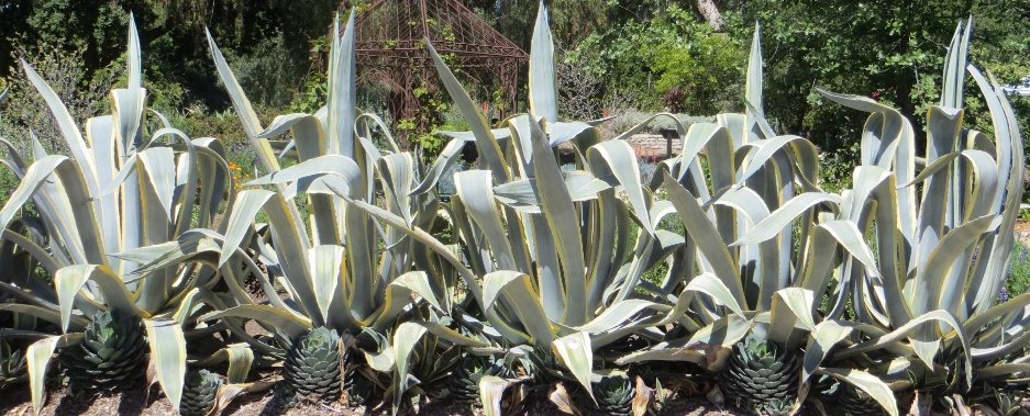 Agaves arlington garden banner