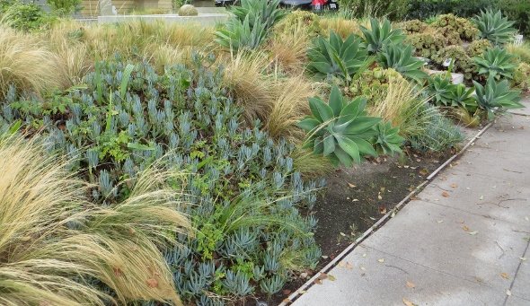 Agaves echiverias, iceplant, golden sedge hot gardens
