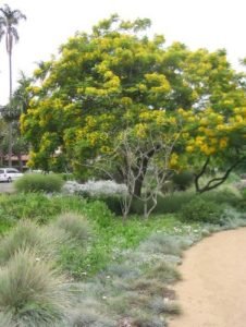 Alice Keck Garden dry creek bed