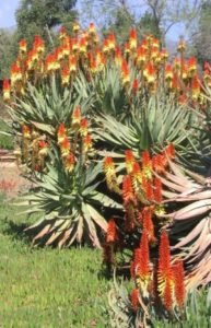 Aloe arborenscens in bloom
