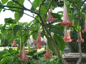 angels trumpet brugmansia balboa park hot gardens
