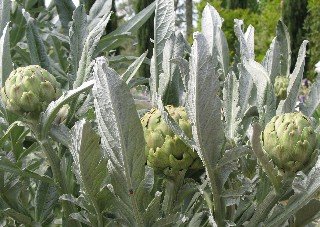 Arlington Garden artichoke hot gardens