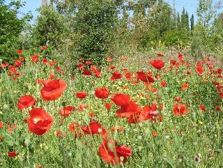 Arlington GArden red poppies hot garden