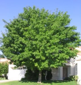 Fax tex ash tree
