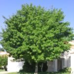 Ash tree Rio Grande summer