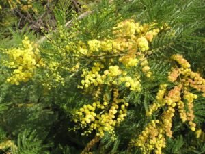 Australian acacia in bloom