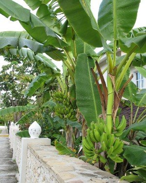 banana trees dominican republic