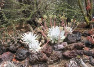 black rocks pale dudleya succulent