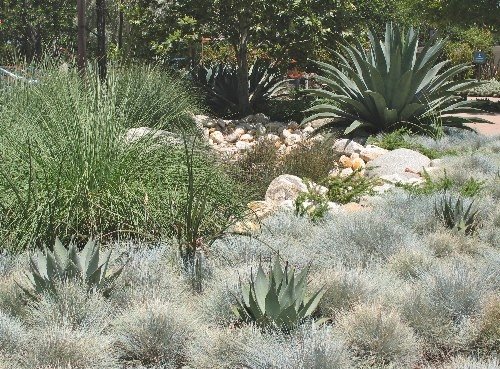 Blue fescue deer grass agave hot gardens