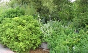 Border herbs lemon verbena geraniums