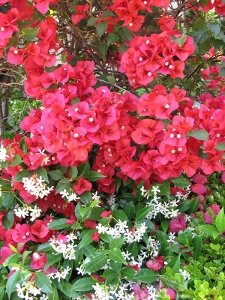 Bougainvilla and star jasmine