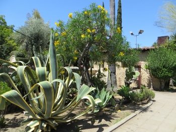 Cactus and succulents at San Gabriel Mission