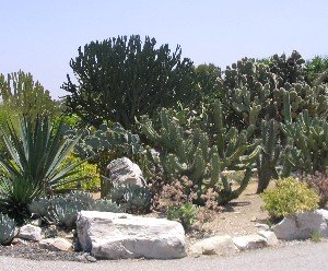 cactus succulents south coast botanic garden