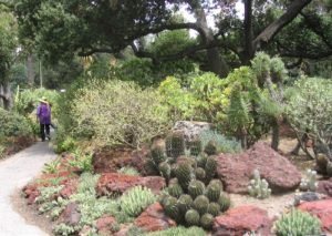 Cactus under pine tree