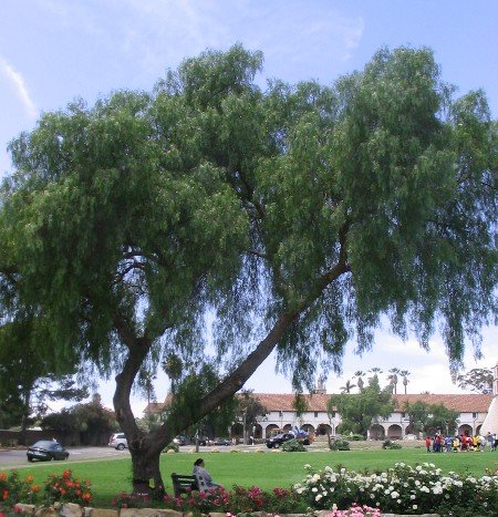 California Pepper Tree Schinus molle