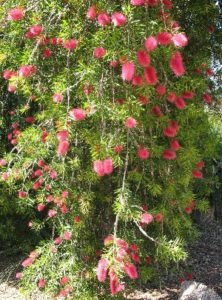 Callistemon Perth Pink bottlebrush