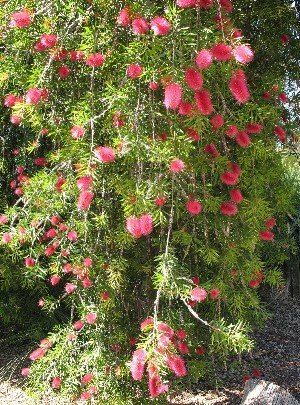 Callistemon Perth Pink bottlebrush