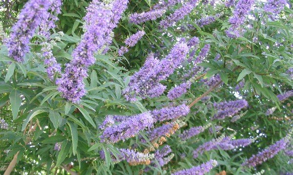 chaste blossoms vitex