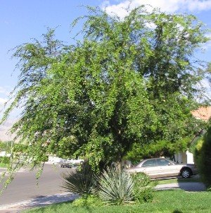 Chinese elm Ulmus parvifolia