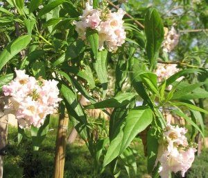 Chitalpa blooms close-up (300x256)