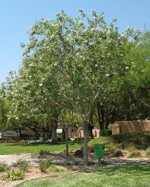 chitalpa tree in bloom