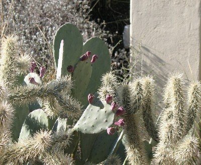 cholla and prickly pear cactus