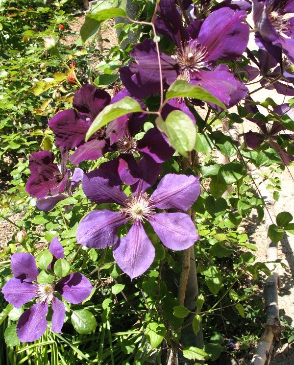Clematis jackmanii in bloom