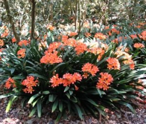 Clivia in bloom Descanso gardens 