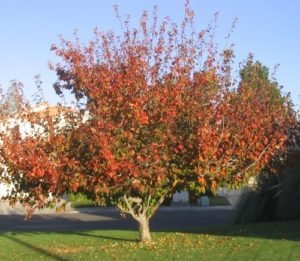 Crabapple Malus in Fall