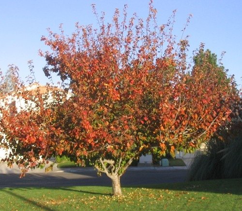 Crabapple Malus in Fall