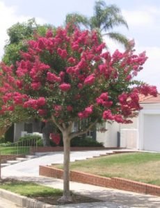 crape myrtle