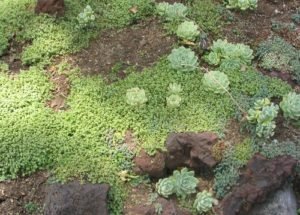 Crassulacae groundcover