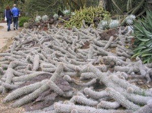 Creepiing Devil Cactus Baja MX