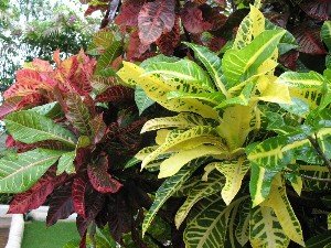 croton red and yellow leaves
