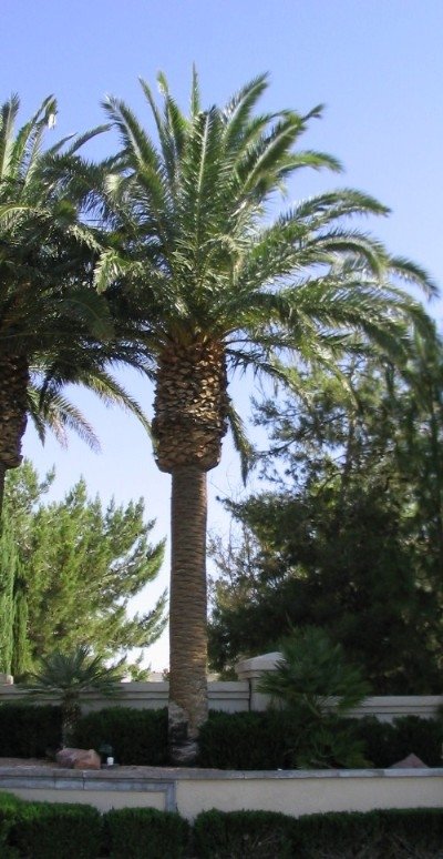 Date Palm Phoenix canariensis