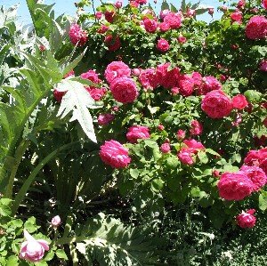 David Austin rose sir edward elgar