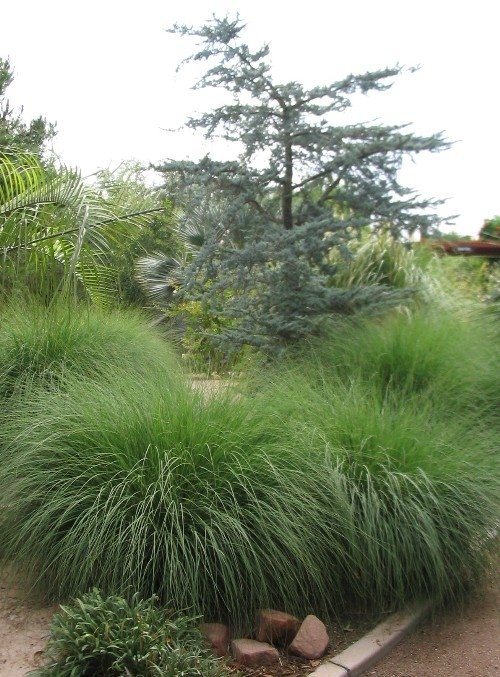 Deer grass muhlenbergia rigens