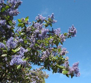 Descanso Gardens ceonothus