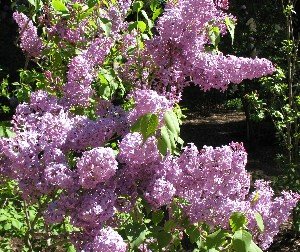 Descanso Gardens lilacs