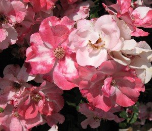 descanso gardens pink white roses 300