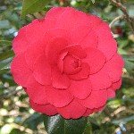 Descanso Gardens red camellia
