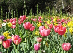 Descanso Gardens tulips
