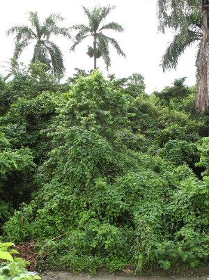 Puerta Plata Dominican Republic Garden  Hot Gardens