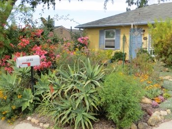 Drought tolerant front garden in Santa Barbara
