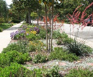 Drought tolerant perennials by sidewalk